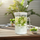 3L Square Pitcher (1816) by Limon